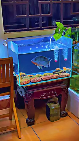 Tip nuôi cá cho ae học sinh, sinh viên. Cuối tháng hết tiền mang ra cải thiện bữa ăn😂 #carophi #sinhvien #fish #biotopeaquarium #cacanhvietnam 