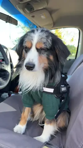 #aussie#tobi#fyp#goodoldogs#