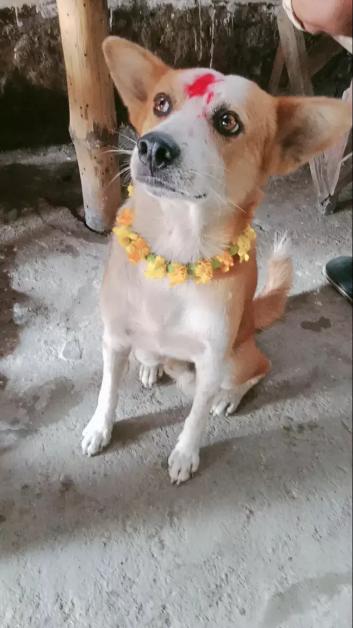 happy kukur tihar