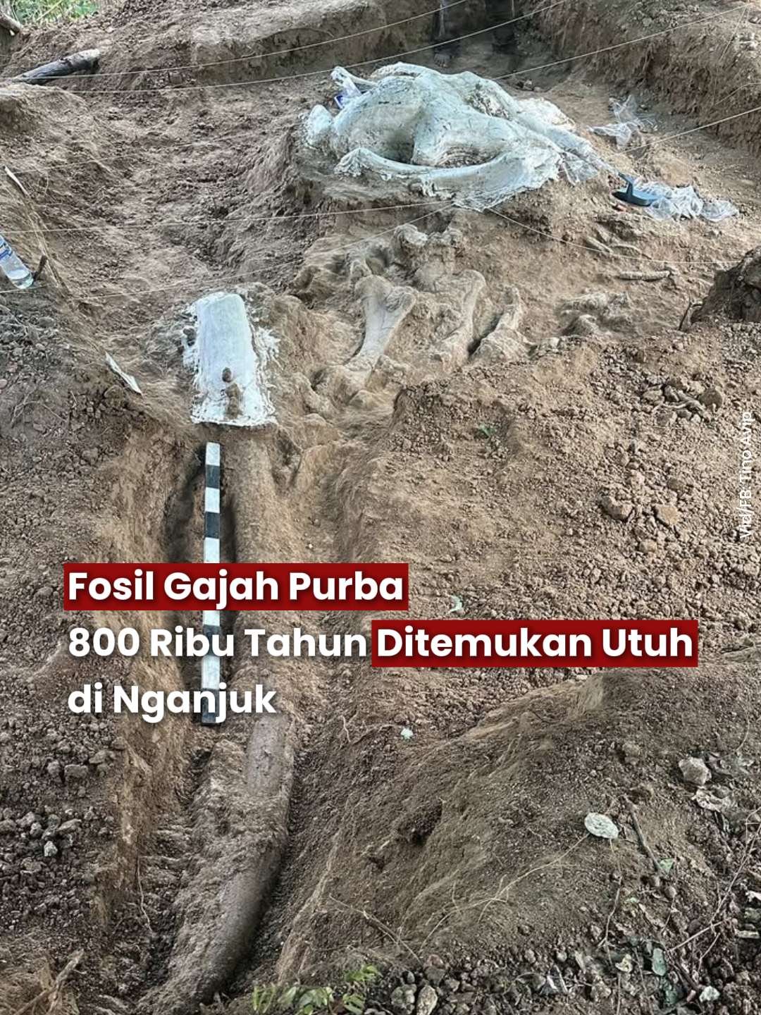 Tim Museum Geologi Bandung menemukan fosil Stegodon trigonocephalus hampir utuh di Hutan Tritik, Nganjuk. Fosil berusia sekitar 800 ribu tahun ini menjadi yang terlengkap di Jawa Timur, menegaskan potensi Hutan Tritik sebagai kawasan penelitian prasejarah penting di Pulau Jawa. Ikuti @tugujatimid untuk berita update di Jawa Timur. #tugujatim #fosil #hewanpurba