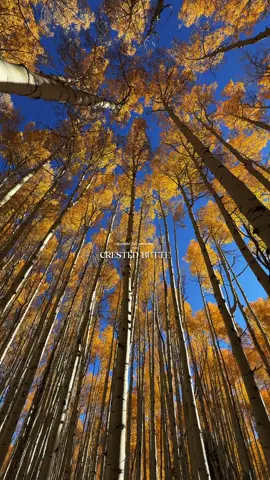 What a season 🍂 From golden trails in Crested Butte to long drives chasing color across Colorado, this fall was one for the books. Every sunrise, storm, and moody mountain morning reminded me why I love doing this — capturing the feeling of being out there, surrounded by places that never stop inspiring. 🏔️ Here’s to another year of adventure, good people, and chasing light wherever it leads. ✨ #CrestedButte #ColoradoFall #FallInColorado #ColoradoMountains #AdventureRecap      