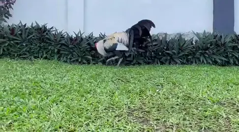 IMPORT POPYE GREY , LIMPBIZKIT  🤩🤩🔥 #limpbizkit #philippines #fyppppppppppppppppppppppp #ayamimport🐓🐓🐓 #pblgamefarm 