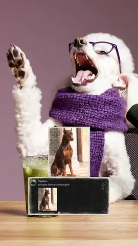 MINNIES BACK AND BETTER THAN EVER💀💀💀😭 #dogtok #dogpodcast #doghumor #usatiktok🇺🇸 #barkafterdark 