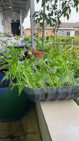 belajar berkebun untuk ketahanan pangan mandiri #berkebun #panen #kangkung #bibitseribuan #sayuran #palawija #tanamandalampot #galonbekas 