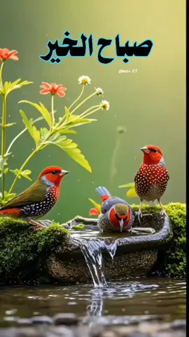 #صباحكم_أحلى_صباح🌹🌹 #صبحكم_الله_بالخير_والعافيه🌸🌿 #اللهم_امين_يارب_العالمين #صباح_الخير #الاثنين 