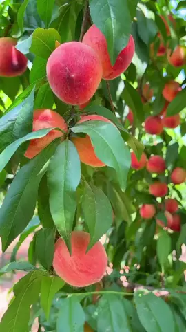 durazno en misiones  #durazno #plantadedurazno #misiones #misionesargentina #tierracolorada 