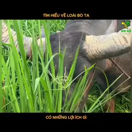 Bò ta.. Loài động vật được con người đem so sánh nhiều nhất với con của họ về đội thông minh 😅