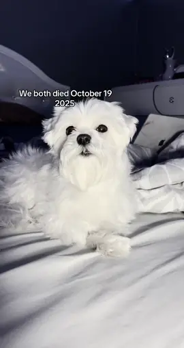 I just want my dog back I haven’t stopped crying since 2pm td