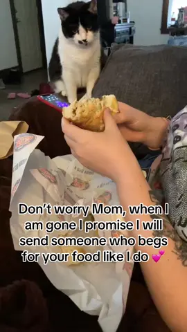 He is somehow so different but does so many things she used to do. I always feel like theres a little ghost kitty somewhere telling him just how to love me right 💕 #petloss #griefjourney #catadoption #catsoftiktok 