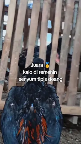 umum e wong asor🤗 #ayambangkokjawatimur #ayambangkokindinesia #peternakmuda #peternakayam #fyp 