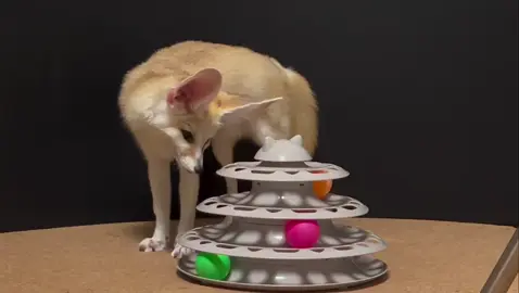 The fennec is a tiny desert fox. With its huge ears, it hears prey underground, survives the desert’s heat, and stays playful yet wild. #FennecFox #OnlyFennec #WildAndAdorableUSA  #DesertStar #FYP