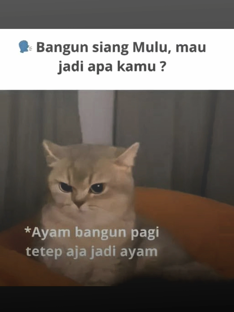sb gatell😠 #jjmeme #memefb #memekucing #fyp #lewatberanda 
