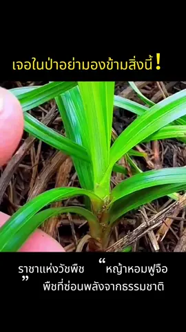 ใครเคยเห็นต้นนี้บ้าง？ คนโบราณบอกว่า มันไม่ใช่แค่หญ้า... แต่คือของขวัญจากแผ่นดิน 🌿 มีใครรู้ไหมว่ามันมีสรรพคุณอะไรบ้าง？ มาคุยกันหน่อย👇  #หญ้าหอมฟูจือ #พืชสมุนไพร #ธรรมชาติบำบัด 