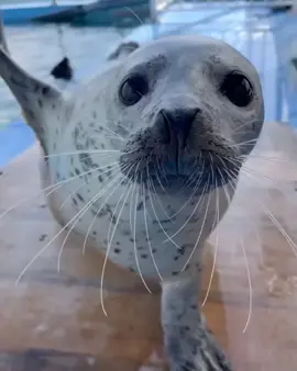 #тюленьчики #seals 