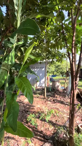 บ้านสวนปันสุข#บ้านสวนในฝัน🏠🌱 