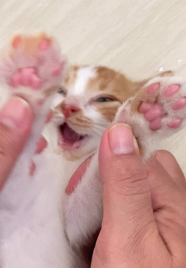 Membalas @Rio Akbar  ini nih,yang suka usil kak gimana ga kena marah 🥲 #fyppppppppppppppppppppppp #kucinglucu #kitten #kittensoftiktok 