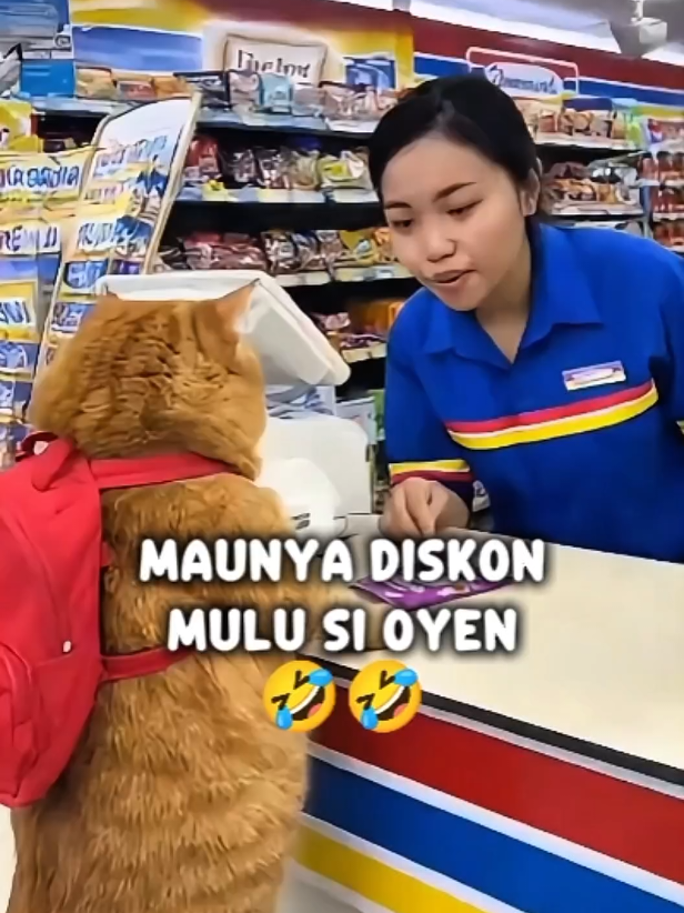 nah loh kena marah si oren kan 🤣🤣 #catlovers 
