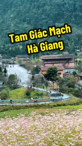 Hoa tam giác mạch Hà Giang đang đẹp lắm rồi nhanh tay ib mình để đi săn hoa tam giác mạch ngay thôi nào các bạn ơi  #hoangdieude #hagiang #tourhagiang2n3d #tourhagiang #tourhagiang3n4d 