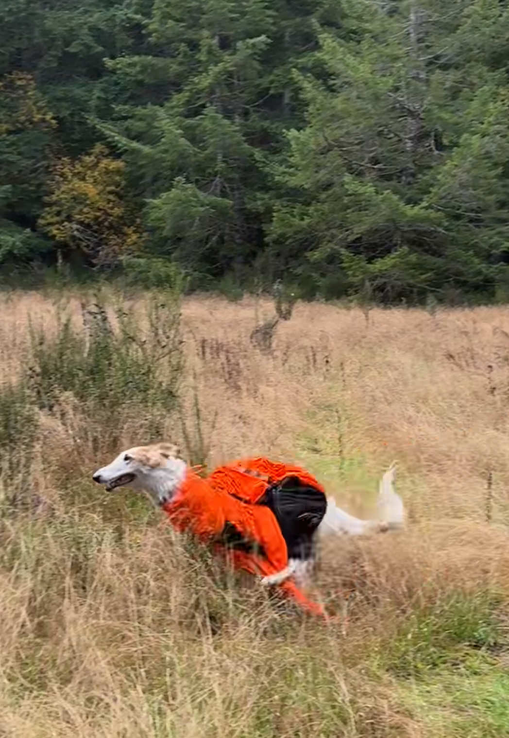 frolicking  #draingang #ecco2k #bladee #borzoi 