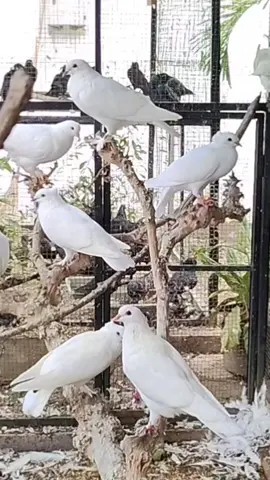 jangan cepat menilai #CapCut 