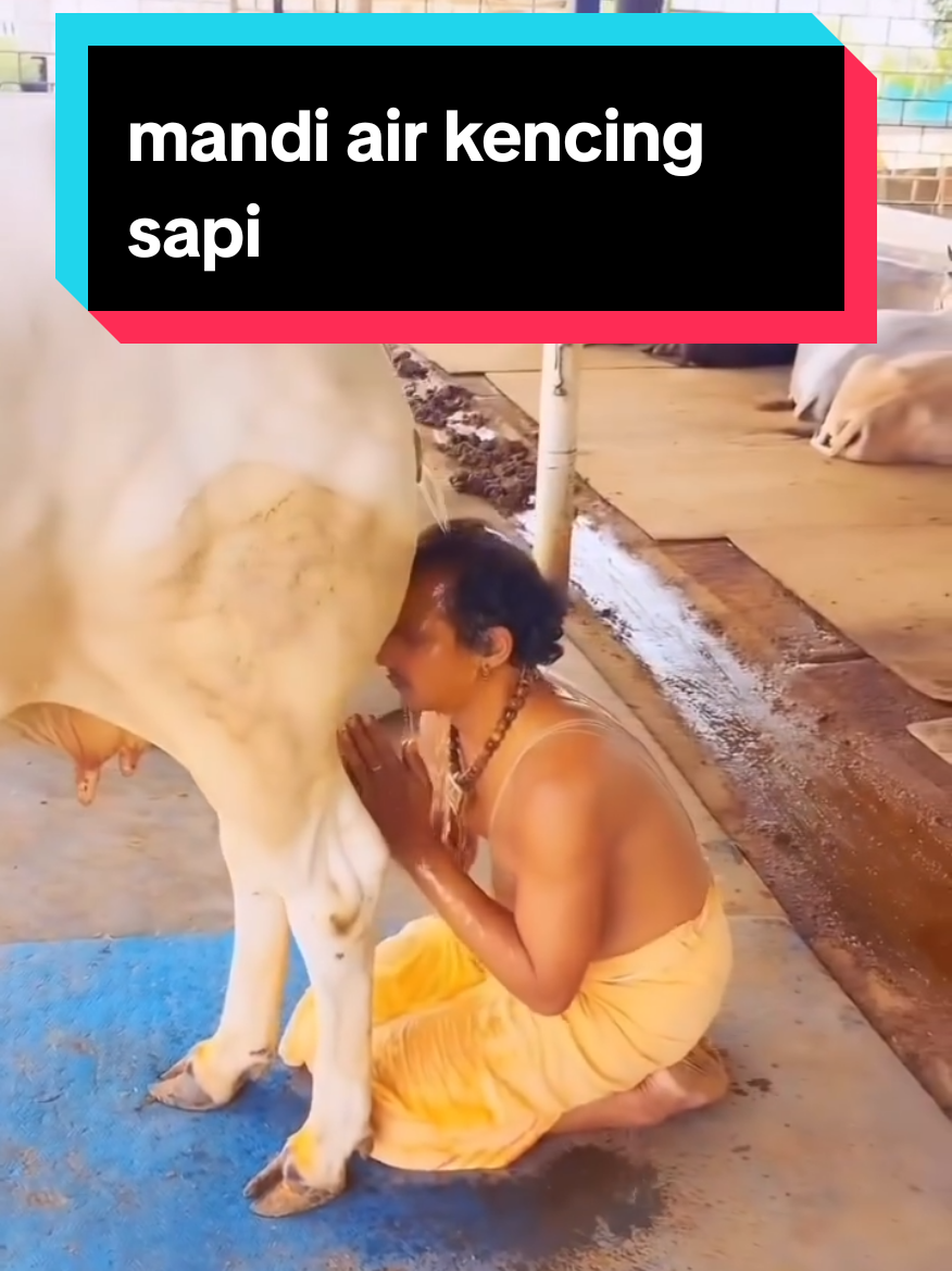 💦 Tradisi Unik India! Mandi Pakai Air Kencing Sapi?! 😱🇮🇳 Di India, sebagian masyarakat percaya bahwa air kencing sapi (gomutra) punya kekuatan suci dan bisa menyembuhkan berbagai penyakit. 😮 Tradisi ini sering dilakukan saat upacara keagamaan sebagai bentuk penyucian diri. Tapi, gimana menurut kamu? Apakah ini budaya unik atau hal yang ekstrem? 🤔 #India #TradisiUnik #BudayaDunia #FaktaUnik #Gomutra #MandiAneh #ViralTikTok #FaktaMenarik #KebiasaanUnik #TradisiIndia
