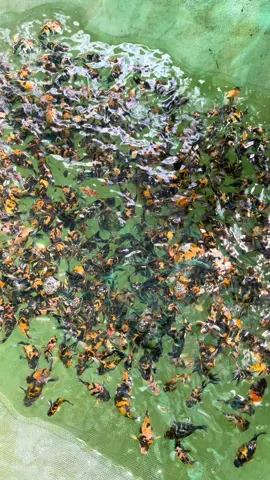 #fyp #xuhuong #cakieng #thuysinh #molly 