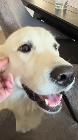 Good morning! Have a beautiful monday🐾🤗❤️ #goldenretriever #dogsoftiktok #PetsOfTikTok #goodmorning #fyp 