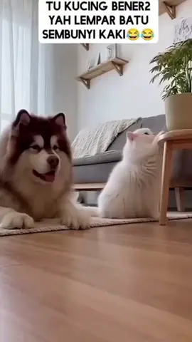 #catlover #kucinglucu #anjinglucu #fyppppppppppppppppppppppp #🤣🤣🤣 