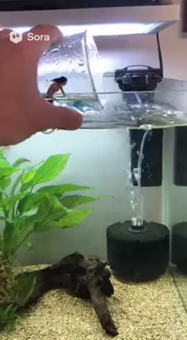 Mermaid in a fish tank 