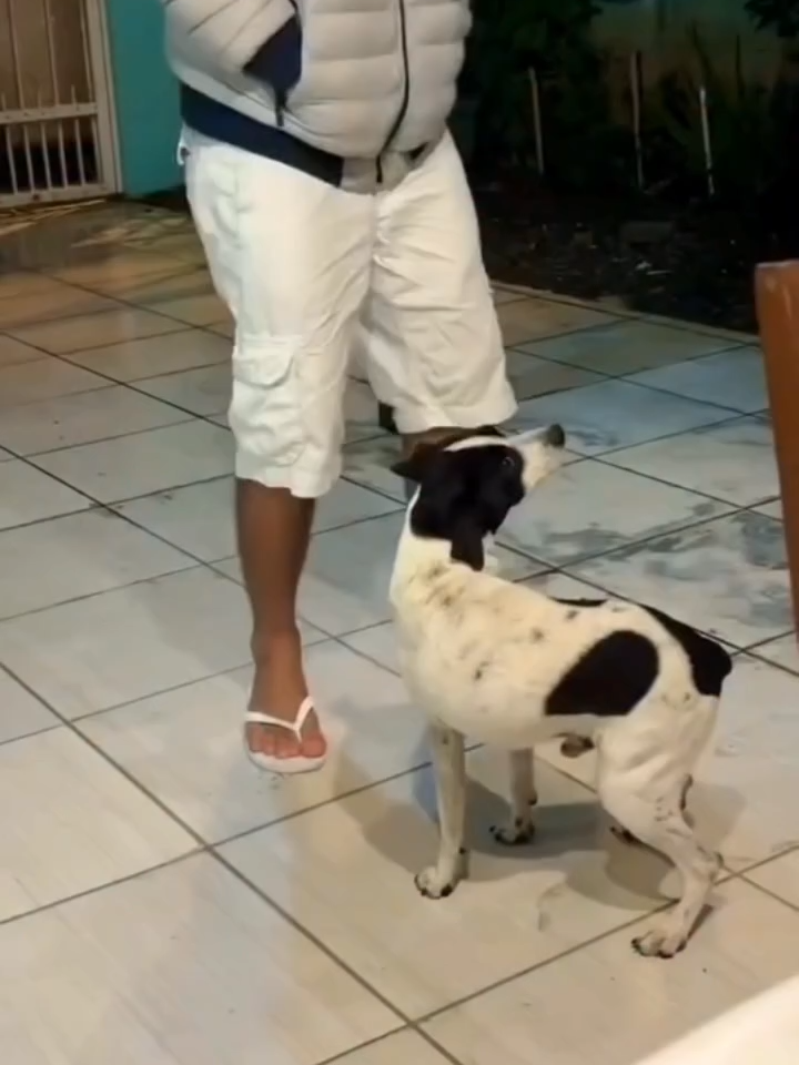 anjing joget #anjing #joget #dangdutkoplo #asikinaja #4u #fypシ