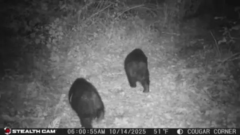 #blackbear #bear #pnw #wildlife #backyardwildlife 