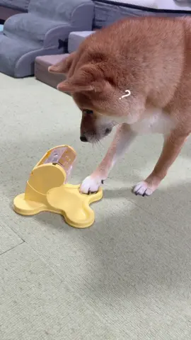 今ではこのおもちゃに超ハマってます✨ #チワワ #柴犬 