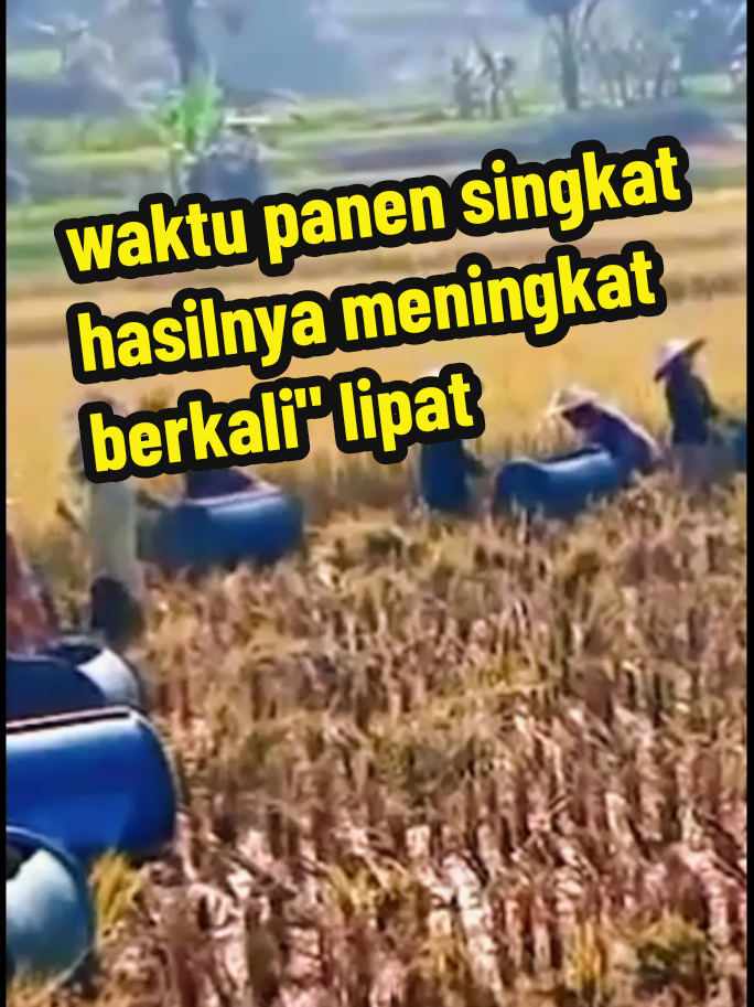 benih padi paling dicari jutaan petani  #benihpadiunggul #benihpadithailandjumbo #benihpadi #benihpaditahanpenyakit #panenpadimeningkat 