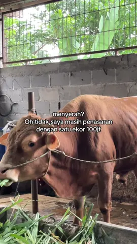 #jualbelisapi #tigaputrafarm 
