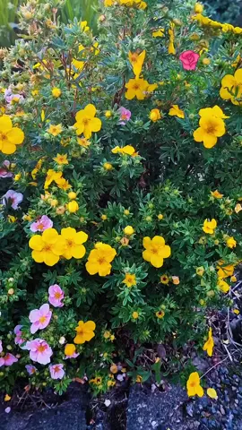 أصبحنا وأصبح الملك لله 🌧والحمد لله  صباح الأمل بالله 🤍💛