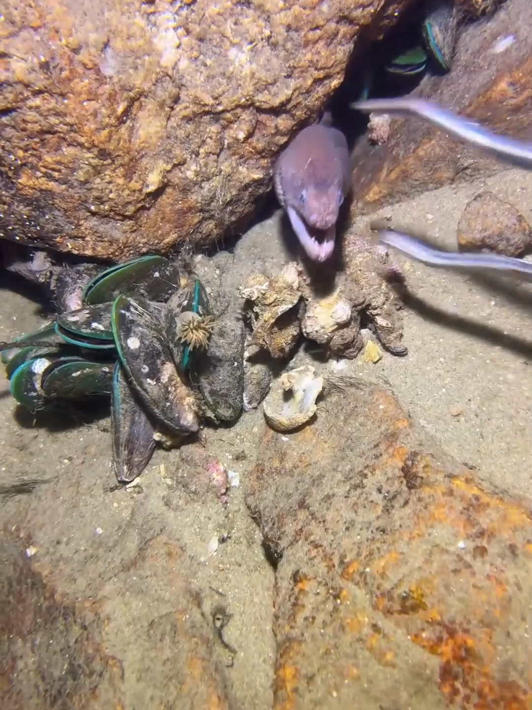 #fishing #deepsea #nemo #eels #diving #crab #lobster #beach #nature #sea #catchthesea