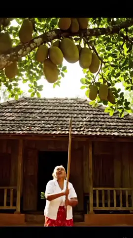 #SriLanka #FunnyVideo #AchchiStory #LankanVillage #Veo3 #SinhalaComedy #VillageVibes #LankanCulture #FunnyScene #Achchi #Granddaughter #SinhalaVideo #ComedyShort #LankaVibes #SriLankanStyle #Jackfruit #CinematicShort #SriLankanLife