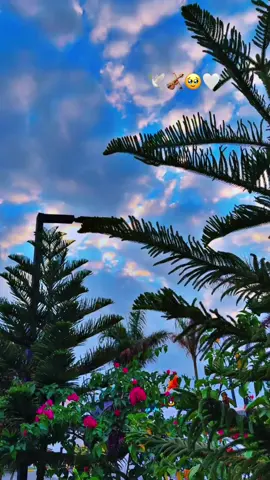 صباح السعاده  لقلبي ولكم والحياه معانا..🕊️🥹🤍#اكسبلور #اكسسسسسبلورررررررررر🌹 #تصميم_فيديوهات🎶🎤🎬 #fyp 