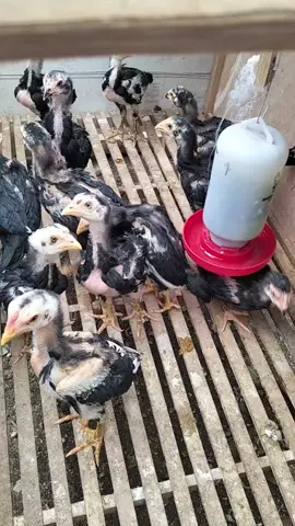 kakaknya umur 50 hari,adeknya udah menetas lagi #lampung  #ayambangkok 