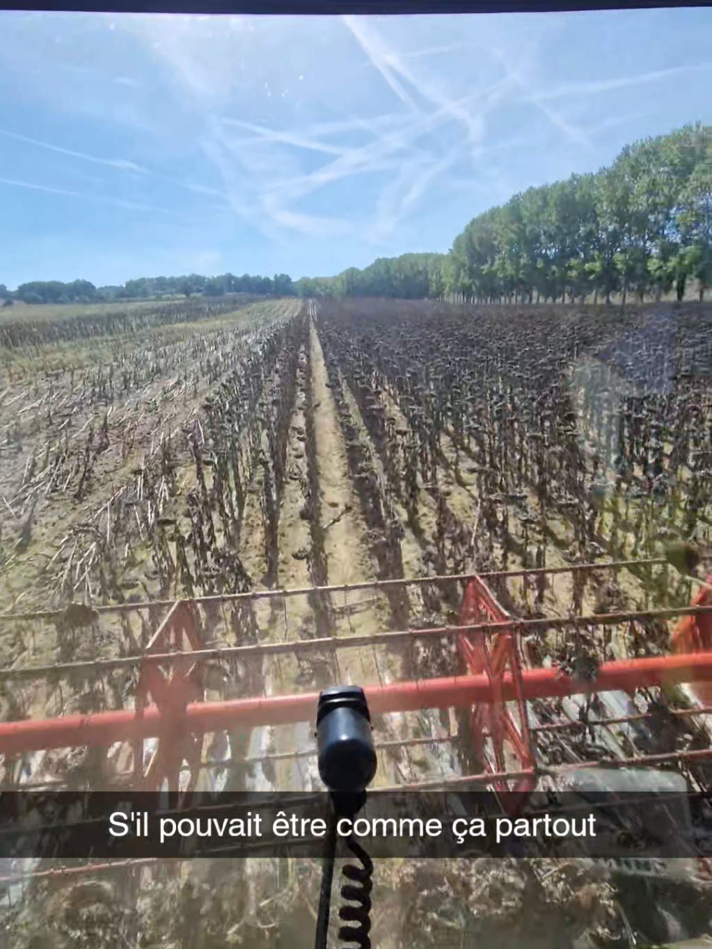 moisson des tournesol 2025