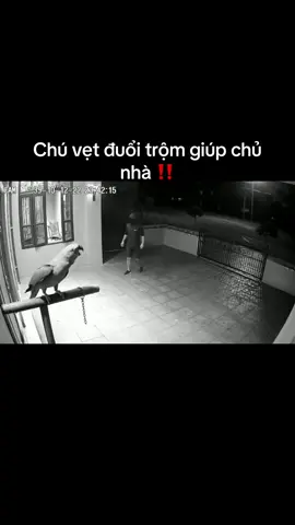 Chú vẹt đuổi trộm giúp chủ nhà ‼️ #viral #xuhuong #vchannelvn 