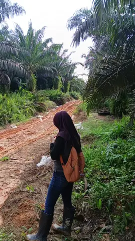 #trendviral #fypシ゚viral #fyp #sawitkalimantan #kulisawit #kerjaaa #pupuk 