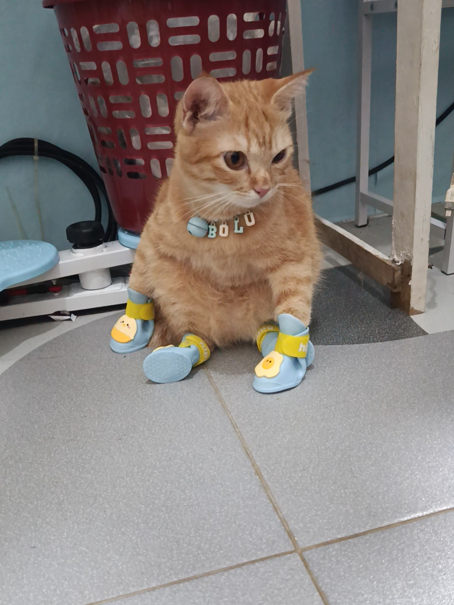 Masyallah punya sepatu baru lagi anak-anak bulu mamih 😍 #sepatukucing #catshoes #sepatuanabul #kucinglucu 