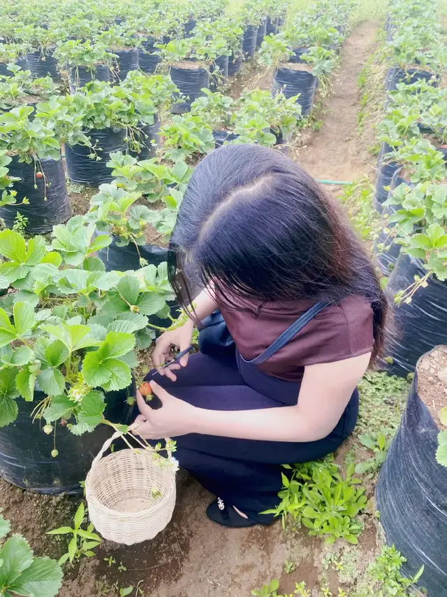 #metikstrawberry #batumalang #fyp 