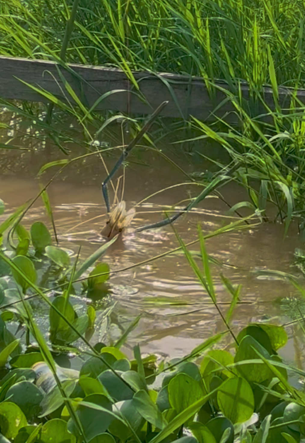 Ada udang di balik rumput 🤣🎣🦐 #mancingmania #udanggalah #kalimantan #palangkaraya #fyp 