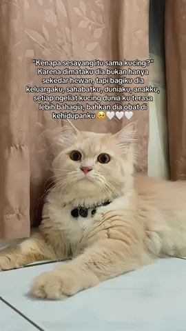 #kucing #foryou #cat #catsoftiktok #galaubrutal 