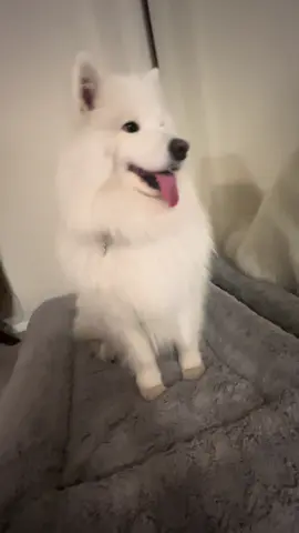 cutie #fyp #dog #samoyed #samoyedsoftiktok #dogsoftiktok 