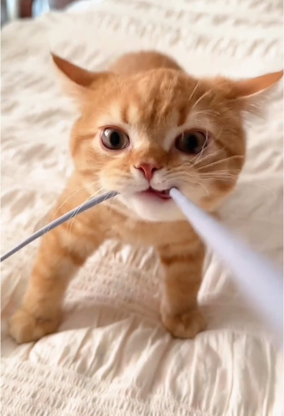 Fierce and cute little cat😾#cat #cats #catlover #catsoftiktok #kitten #foryou #pyf #funny #funnyvideos