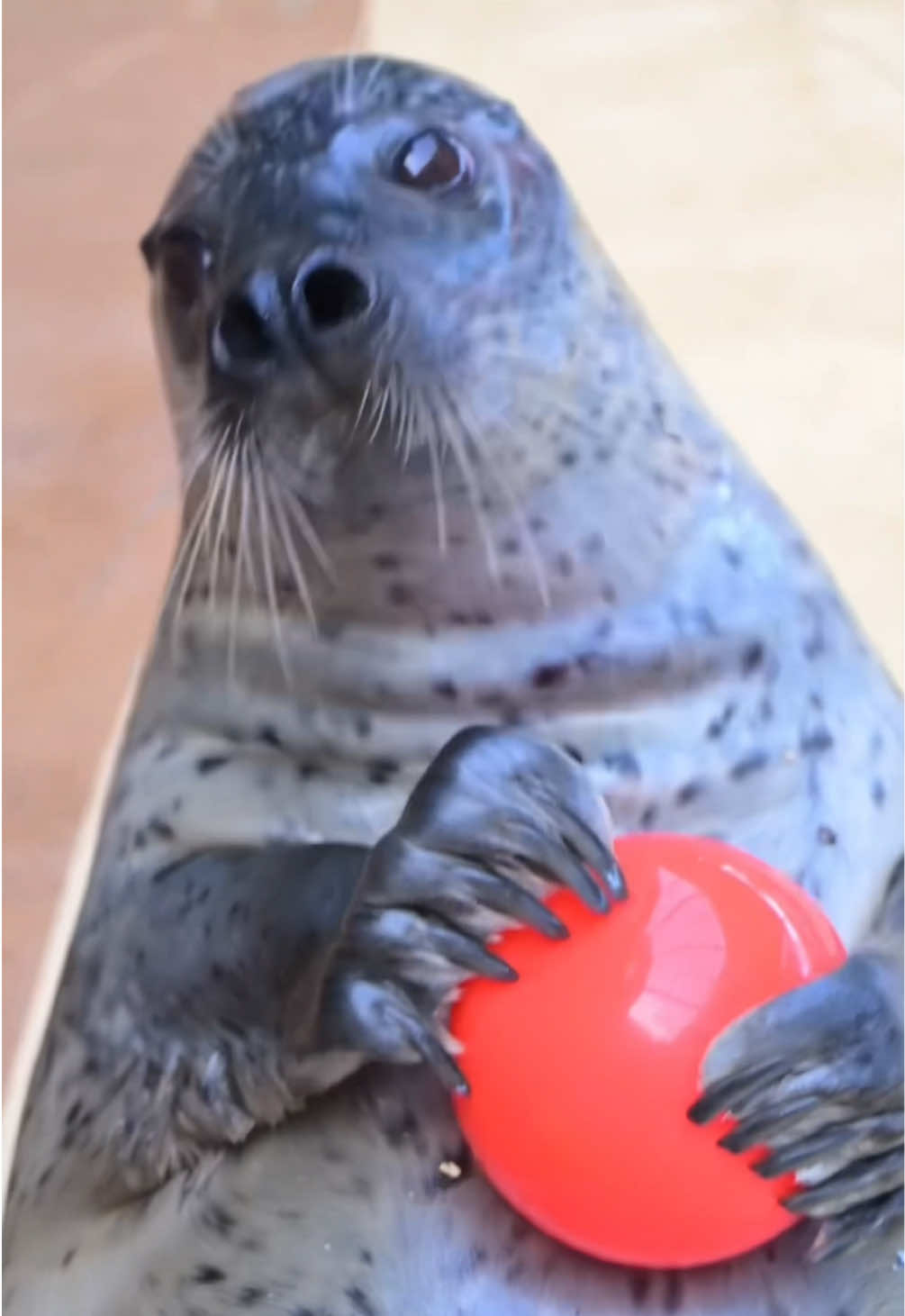 🤯🤯🤯#italianbrainrot #animals #tralalalerotralalala #cute #tungtungtungsahur 