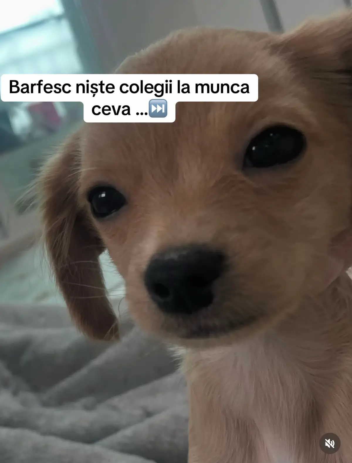 #fyp #pentrutine #funny#MemeCut #craciun2025 